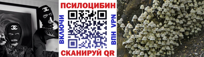 Купить закладки  Качканар  Галлюциногенные грибы MAGIC MUSHROOMS 